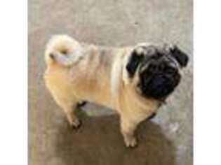 Pug Puppy for sale in Shelbyville, TN, USA