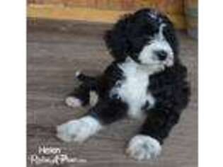 Old English Sheepdog Puppy for sale in Heber, AZ, USA