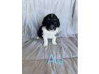 Mutt Puppy for sale in Bruneau, ID, USA