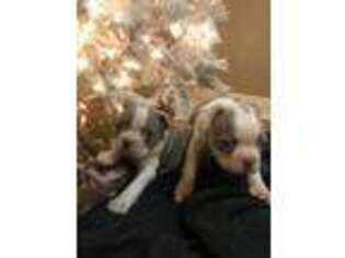 Boston Terrier Puppy for sale in Denham Springs, LA, USA