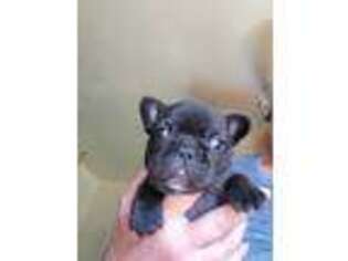 French Bulldog Puppy for sale in Ionia, MO, USA