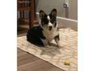 Pembroke Welsh Corgi Puppy for sale in Brownsville, OR, USA