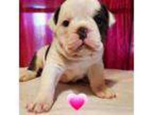 Olde English Bulldogge Puppy for sale in Mcalester, OK, USA