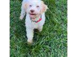 Lagotto Romagnolo Puppy for sale in Summerfield, FL, USA