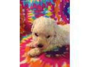 Bichon Frise Puppy for sale in Selma, CA, USA