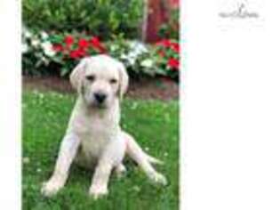 Labrador Retriever Puppy for sale in Philadelphia, PA, USA