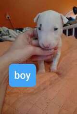 Bull Terrier Puppy for sale in Cave City, KY, USA