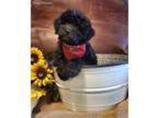 Mutt Puppy for sale in Loma, CO, USA