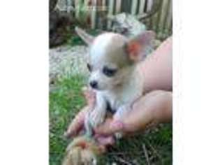 Chihuahua Puppy for sale in Stockton, MO, USA