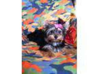 Yorkshire Terrier Puppy for sale in Utica, NY, USA