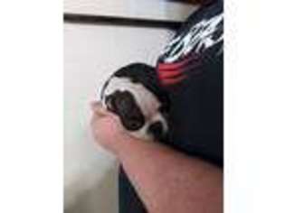 Boston Terrier Puppy for sale in Hollsopple, PA, USA