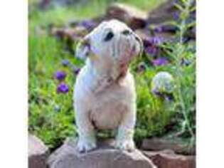 Bulldog Puppy for sale in Denver, CO, USA