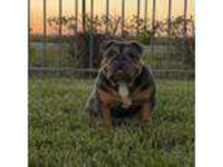 Olde English Bulldogge Puppy for sale in Mcallen, TX, USA