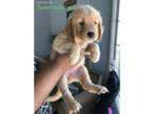 Golden Retriever Puppy for sale in Merced, CA, USA