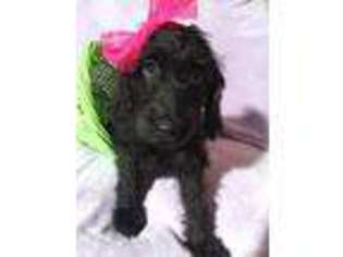 Labradoodle Puppy for sale in Lawtons, NY, USA