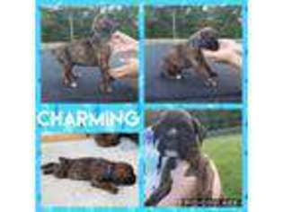 Boxer Puppy for sale in Havelock, NC, USA