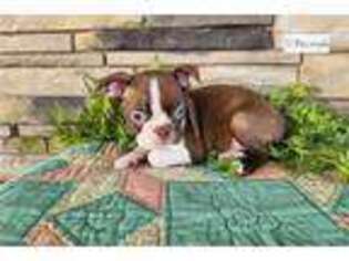 Boston Terrier Puppy for sale in Bloomington, IN, USA