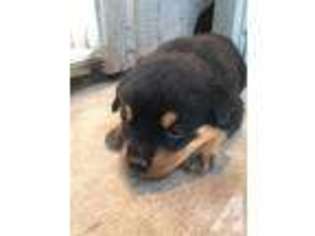 Rottweiler Puppy for sale in YUBA CITY, CA, USA