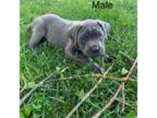 Cane Corso Puppy for sale in Gwinn, MI, USA