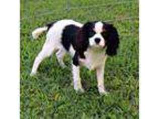Cavalier King Charles Spaniel Puppy for sale in Harmony, NC, USA