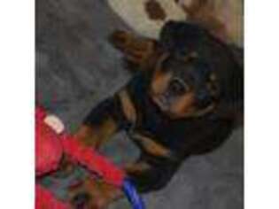 Rottweiler Puppy for sale in Hesperia, CA, USA