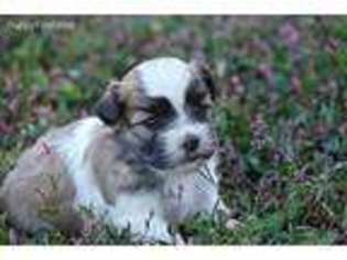 Mutt Puppy for sale in Gardnerville, NV, USA