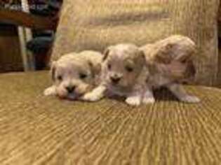 Shih-Poo Puppy for sale in South Haven, MN, USA