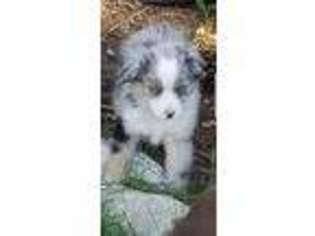 Miniature Australian Shepherd Puppy for sale in Crestline, CA, USA