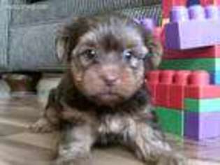 Yorkshire Terrier Puppy for sale in Milford, IN, USA