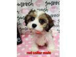 Cavachon Puppy for sale in Ira, MI, USA