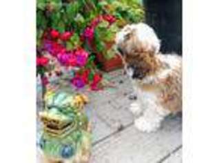 Mutt Puppy for sale in Hoquiam, WA, USA