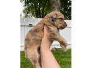 Mutt Puppy for sale in Louisville, KY, USA