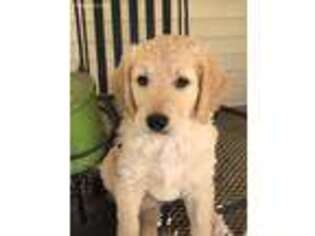 Goldendoodle Puppy for sale in Hughesville, MD, USA
