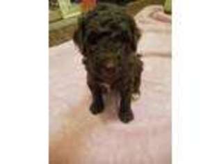 Labradoodle Puppy for sale in Jerseyville, IL, USA