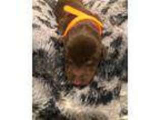 Doberman Pinscher Puppy for sale in Harpers Ferry, WV, USA