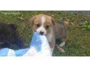 Pembroke Welsh Corgi Puppy for sale in Landisburg, PA, USA