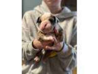 Bulldog Puppy for sale in Milburn, OK, USA