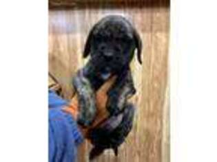 Mastiff Puppy for sale in Greenup, IL, USA
