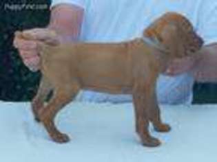Vizsla Puppy for sale in Shakopee, MN, USA