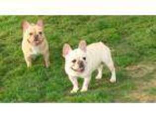 French Bulldog Puppy for sale in Sandy Hook, MS, USA
