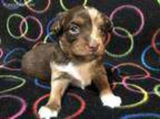 Australian Shepherd Puppy for sale in Fay, OK, USA