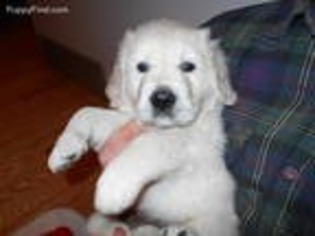 Golden Retriever Puppy for sale in South Wayne, WI, USA