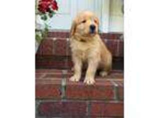 Golden Retriever Puppy for sale in Carthage, TN, USA