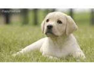 Labrador Retriever Puppy for sale in Fairfax, VA, USA