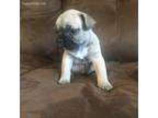 French Bulldog Puppy for sale in Schellsburg, PA, USA