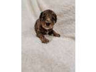 Mutt Puppy for sale in Tryon, NC, USA