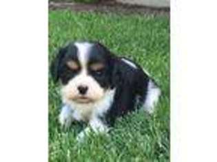 Cavalier King Charles Spaniel Puppy for sale in Plain City, OH, USA