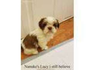 Mutt Puppy for sale in Marion, MA, USA