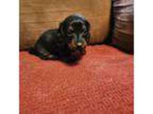 Dachshund Puppy for sale in Torrance, CA, USA