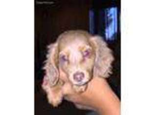 Dachshund Puppy for sale in Olathe, CO, USA